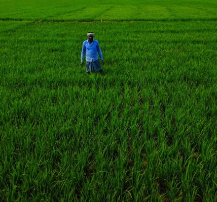 India non-life premium growth