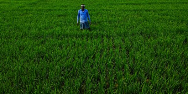 India non-life premium growth